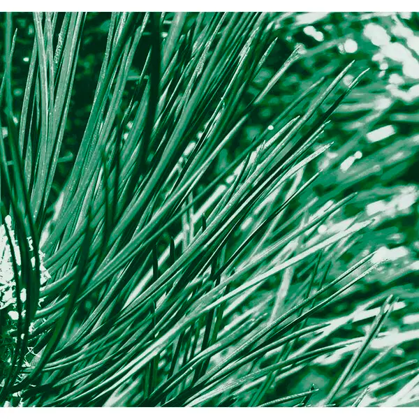 Kneipp Men Nature Feeling fenyő, bivalyfű és izlandi moha 2 az 1-ben tusfürdő<br>200ml - Száraz bőrre