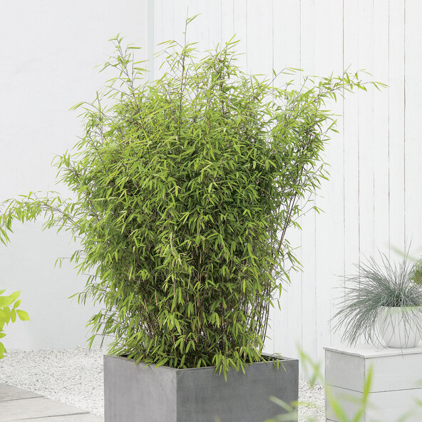 Zwarte kersenbamboe, 220 cm