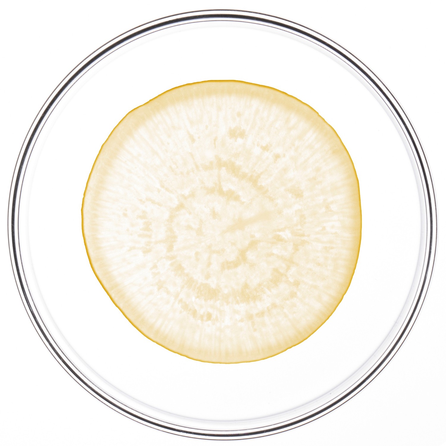 Phyto Traitement Antichute Homme