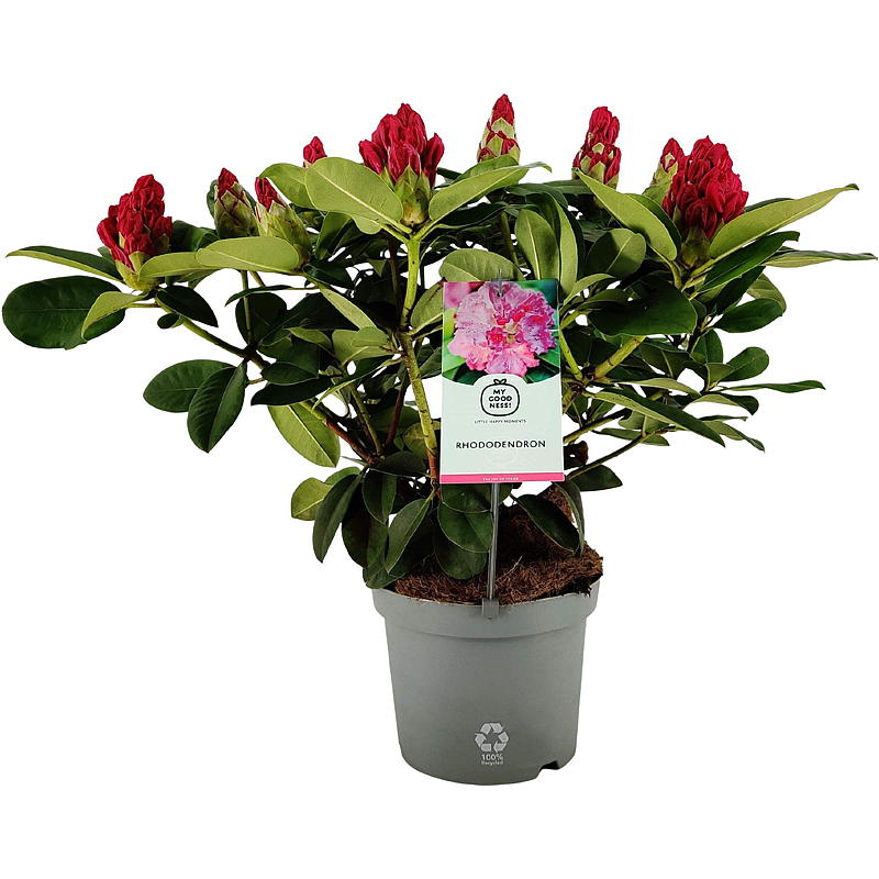 Rhododendronblandning