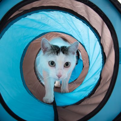 Connect 2-in-1 kattentunnel