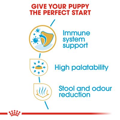 Szczeniak Royal Canin Chihuahua