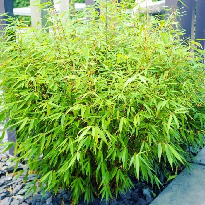 Fargesia Rufa (pot van 14 cm, 50-60 cm hoog) - Niet-invasieve en winterharde bamboe