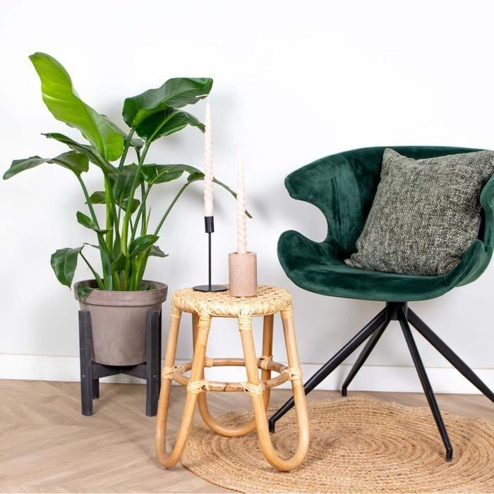 Strelitzia 'Nicolai' - Ave del Paraíso - Purificador de aire - 19 cm de diámetro - 80-90 cm de altura