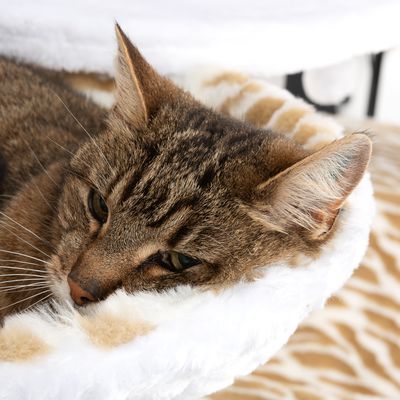 Weißer Tiger XXL Katzenbaum