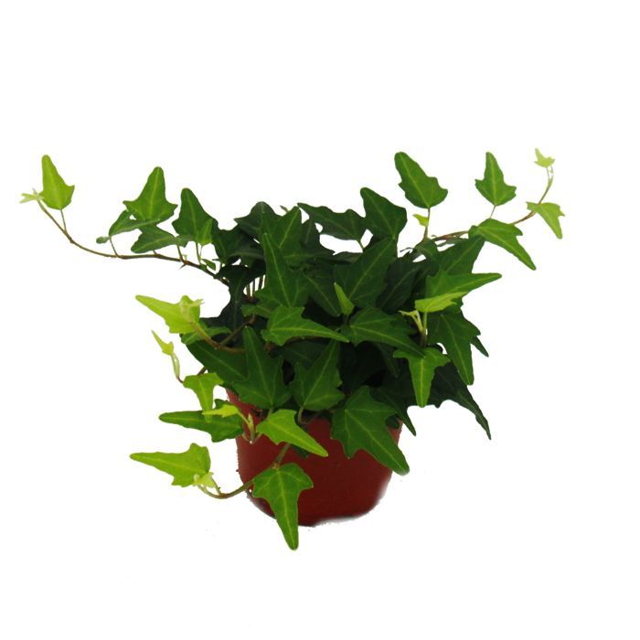 Grand ensemble de 5 plantes d'intérieur - 9cm