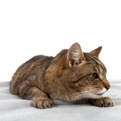 Pătură igienică Heim - Gri