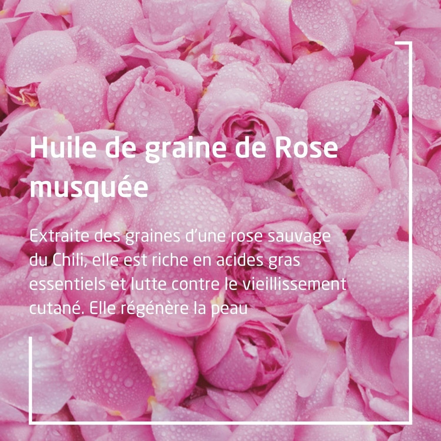 Weleda Rose musquée Lait Corps satiné - 200 ml