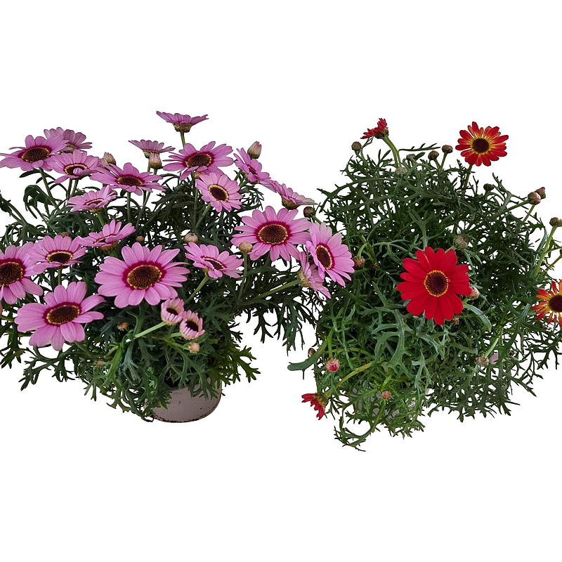 Margarita coloreada G. Daisy