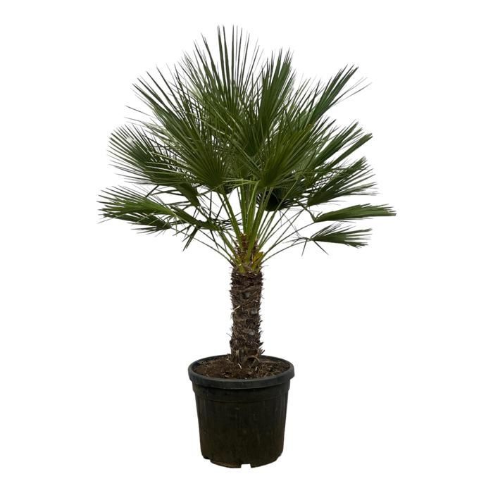 Chamaerops humilis op stam in a 45cm diameter pot. A green plant, Chamaerops humilis op stam type, delivered in a pot, ideal for bright indoors