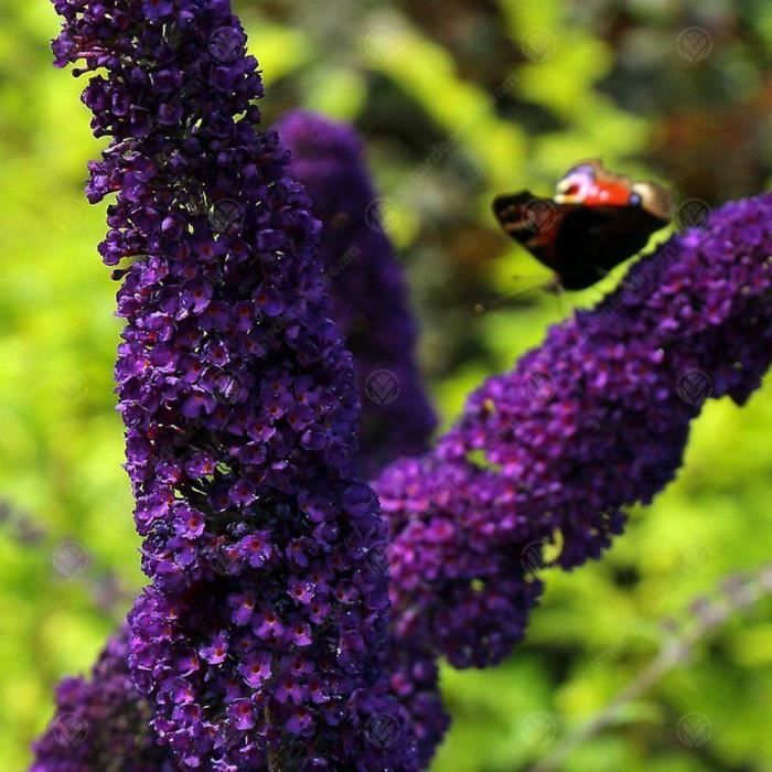 Arbusto de mariposas (Buddleia davidii) 'Black Knight', arbusto resistente, maceta de 9 cm.