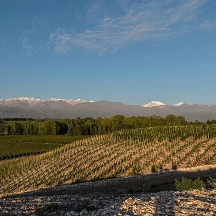 Vino rosso biologico argentino Sierra de Plata 2025, Les Passeurs de Vins, set regalo da 6 bottiglie