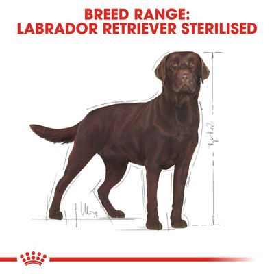 Royal Canin Labrador Retriever Adult Sterilised -ruoan