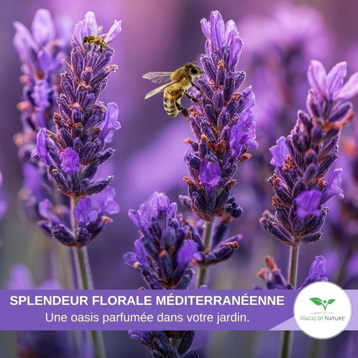 Semillas de lavanda verdadera (Lavandula angustifolia) aprox. 150 unidades - Semillas perennes resistentes - Semillas aromáticas para jardín y abejas