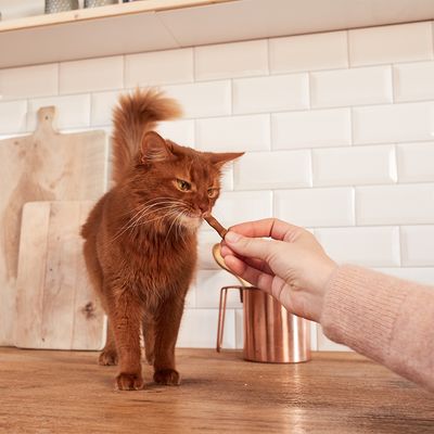 GimCat-pinner