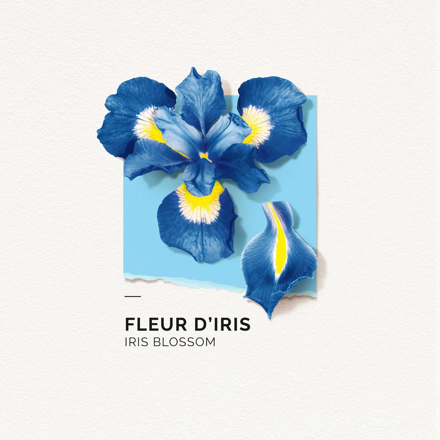 SOLINOTES Fleur d'Iris