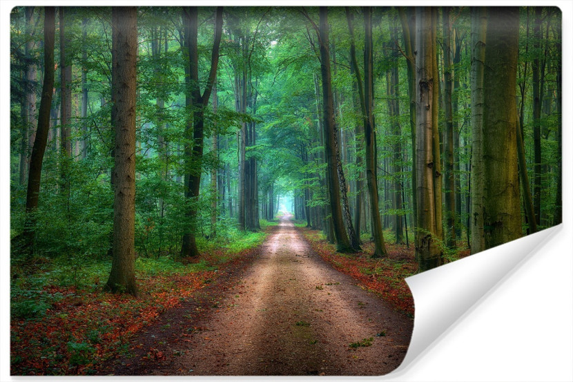 Fototapeta Leśna DROGA Drzewa Jesień w 3D 90x60cm