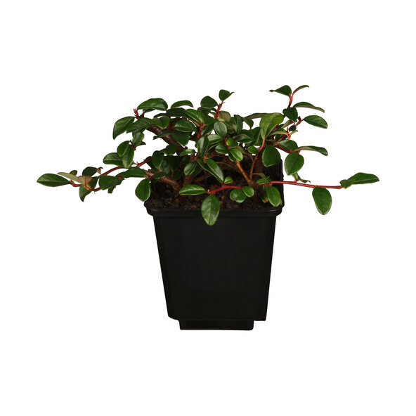 Zwergmispel Cochleatus, 9er-Set