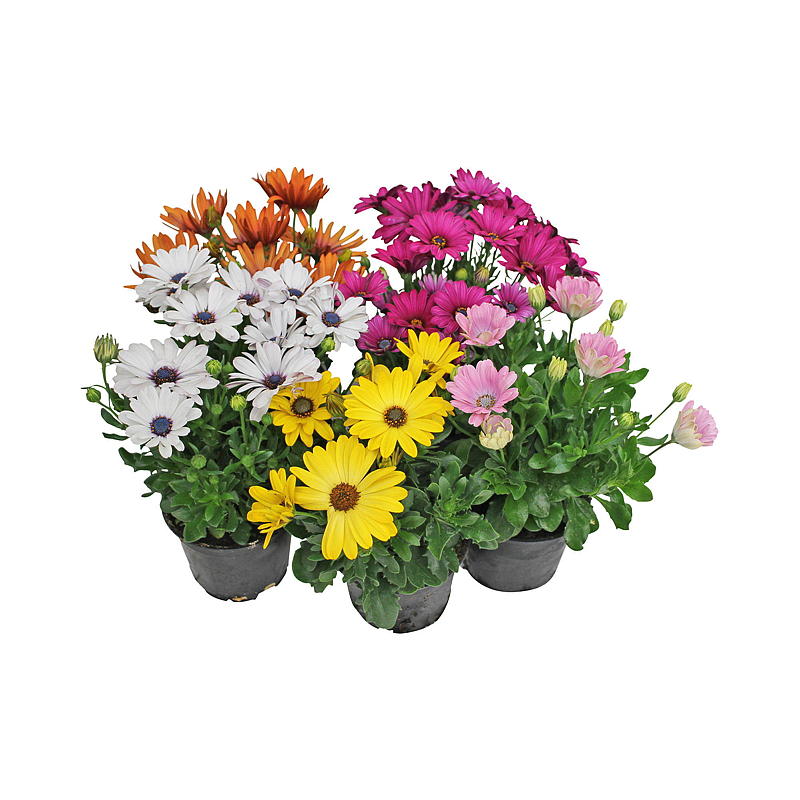 Spanische Gänseblümchen P12 Osteospermum