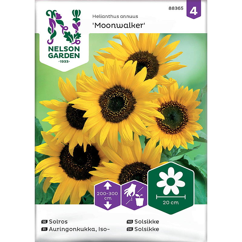 Nelson Gartensamen Sonnenblume Moonwalker