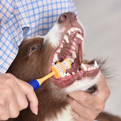Zestaw do pielęgnacji zębów Arm & Hammer ze szczoteczką i pastą do zębów