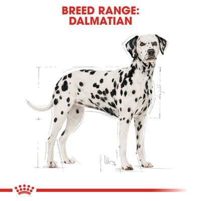 Royal Canin Dálmata Adulto