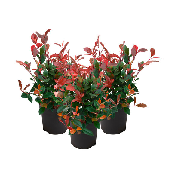 Glanzmispel Triple Rouge 3-delige set