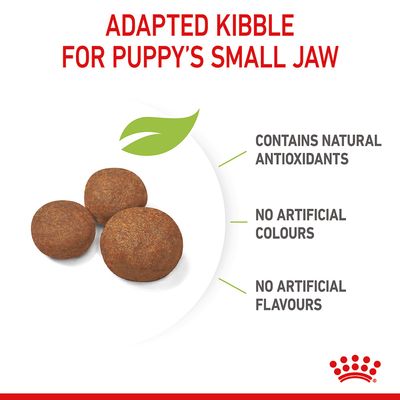 Royal Canin Cucciolo di taglia media