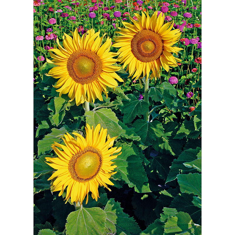 Blomst Dyrkningspose Solsikkefrø, Blomst