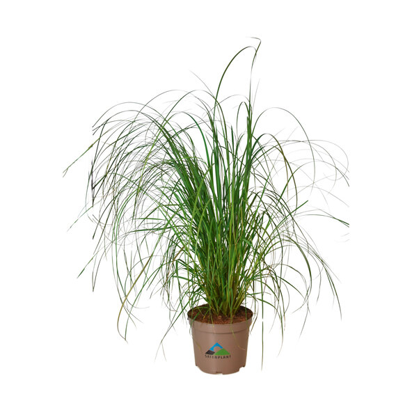 Pene gigantice de iarbă de pampas, set de 2
