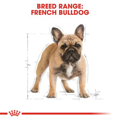 Royal Canin Französische Bulldogge (Erwachsener)