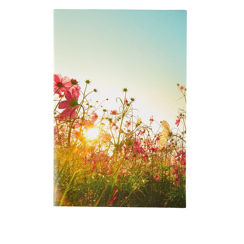 Kurze Blumenwiese