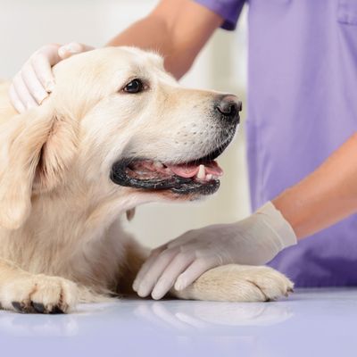 beaphar CaniComfort® Kalmerende Spray voor Honden