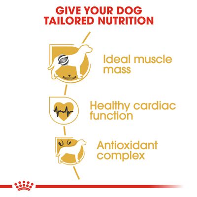 Royal Canin Boxer Adult -koira