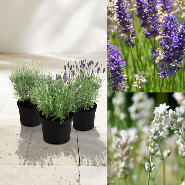 Lavendel „Trio Wolkenduft” Set de 3 bucăți