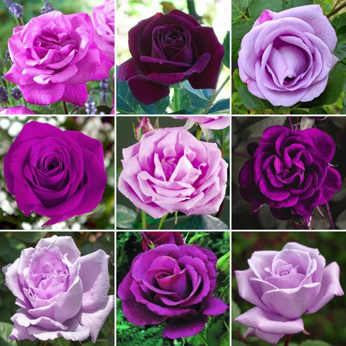 Magnificent Purple/Lilac Rose in a Pot | Premium Garden Roses with Colorful Summer Flowers