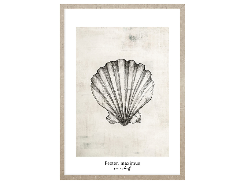 Obraz w ramie Pacten Maximus Sea Shell 53x73 cm