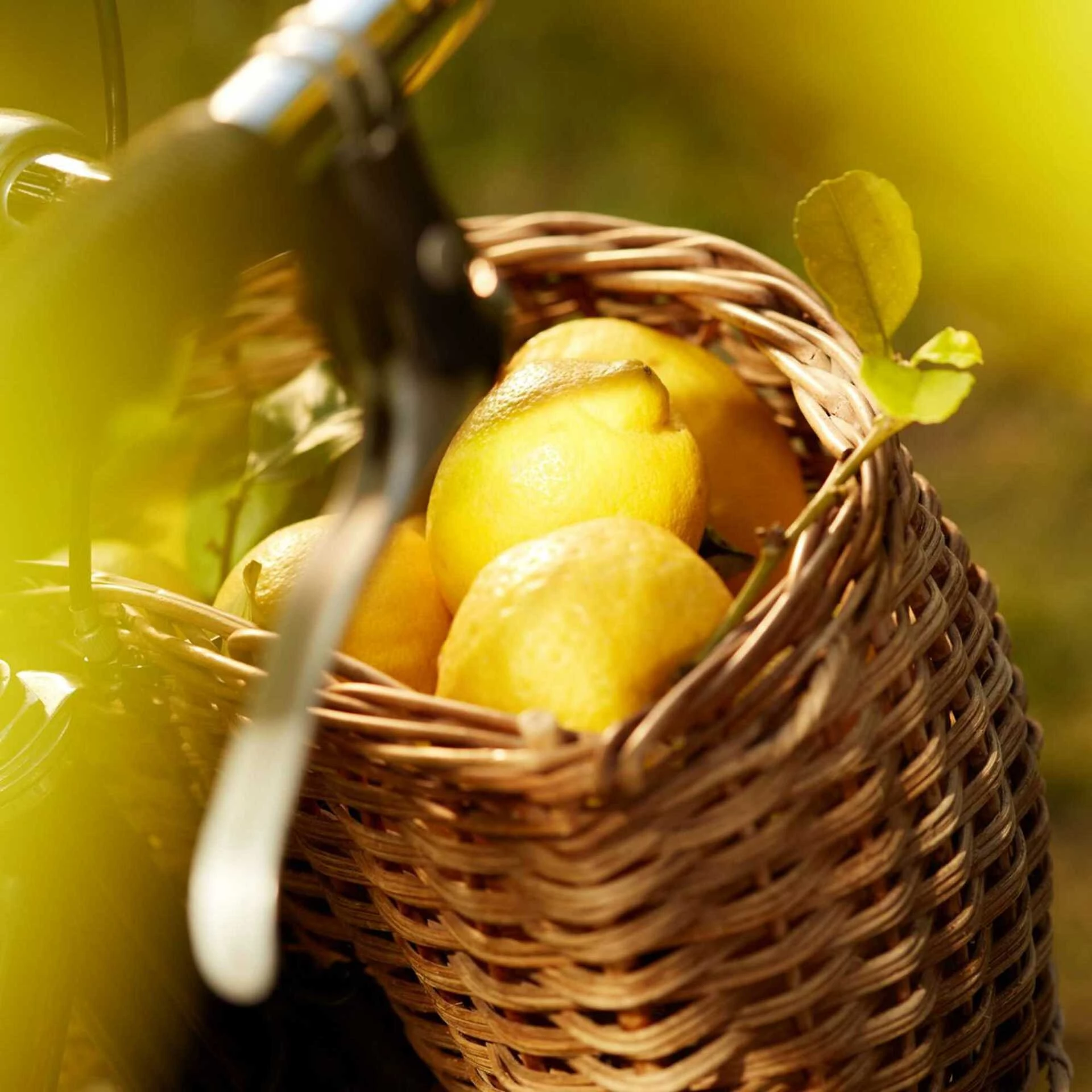 Maison Margiela Replica Under The Lemon Trees EDT 100 ml