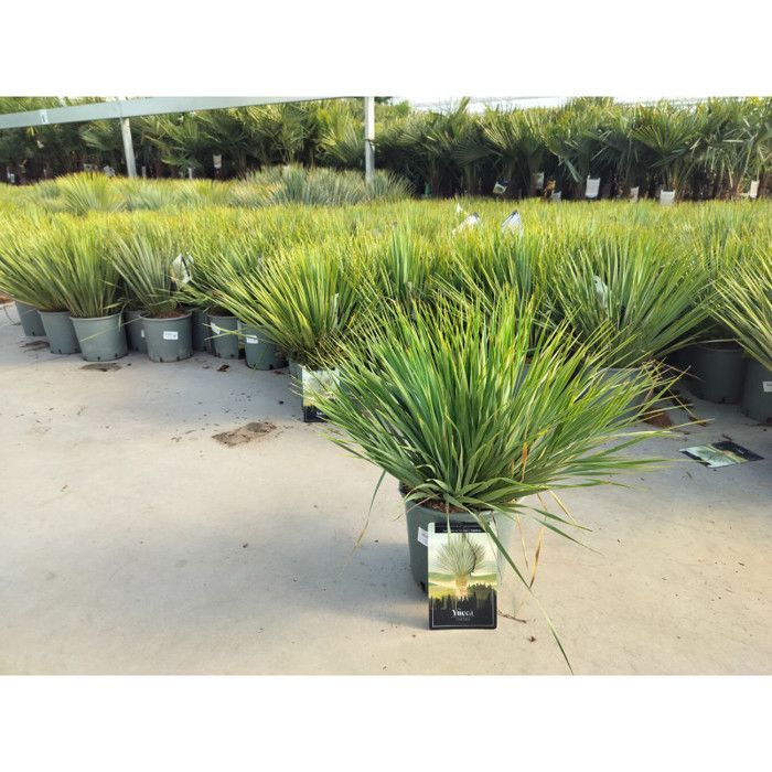 Yucca rostrata 40/50 cm 10L Topf