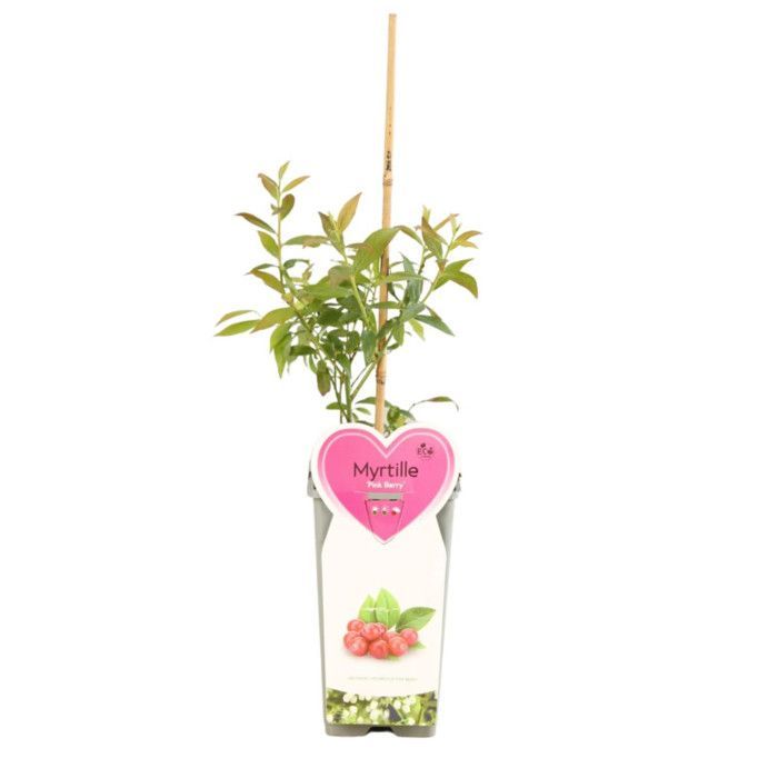 Heidelbeere 'Pink Berry' – Vaccinium corymbosum 'Pink Berry' 50/60 cm