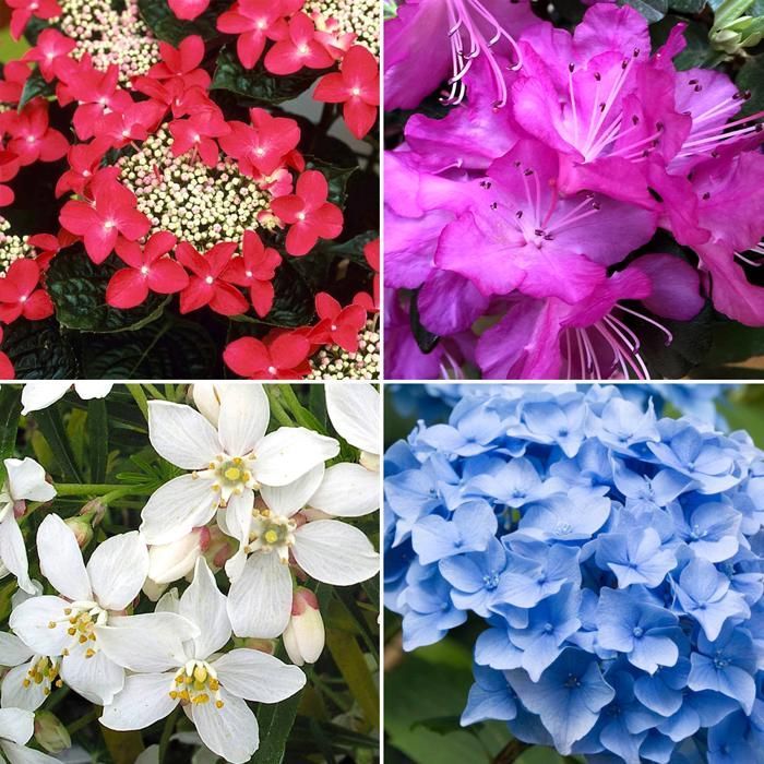 5-Plant Garden Mix - Certified High-Quality Plants