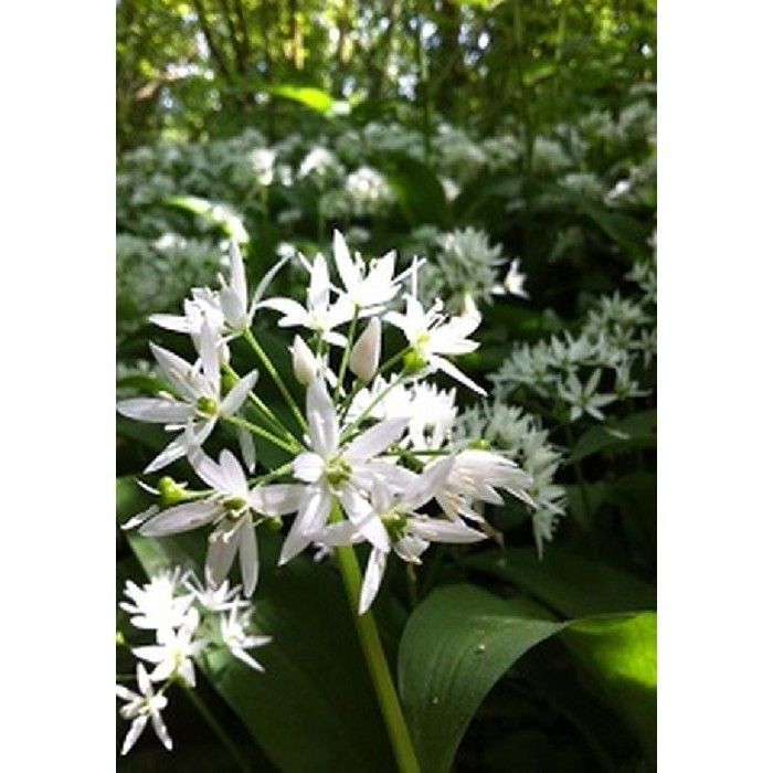 Semilla - Semilla - Ajo Silvestre - Allium ursinum