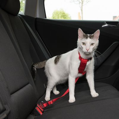 Harnais de voiture pour chat Trixie