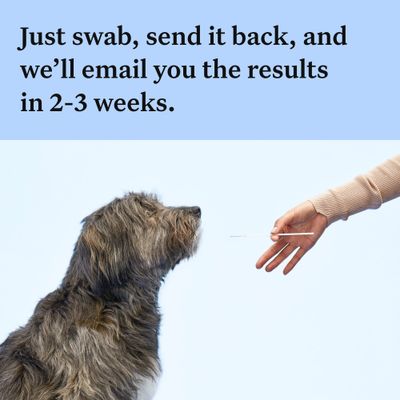 Wisdom Panel™ Race Discovery Hunde-DNA-test