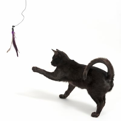Vogel Kat Hangend Speelgoed