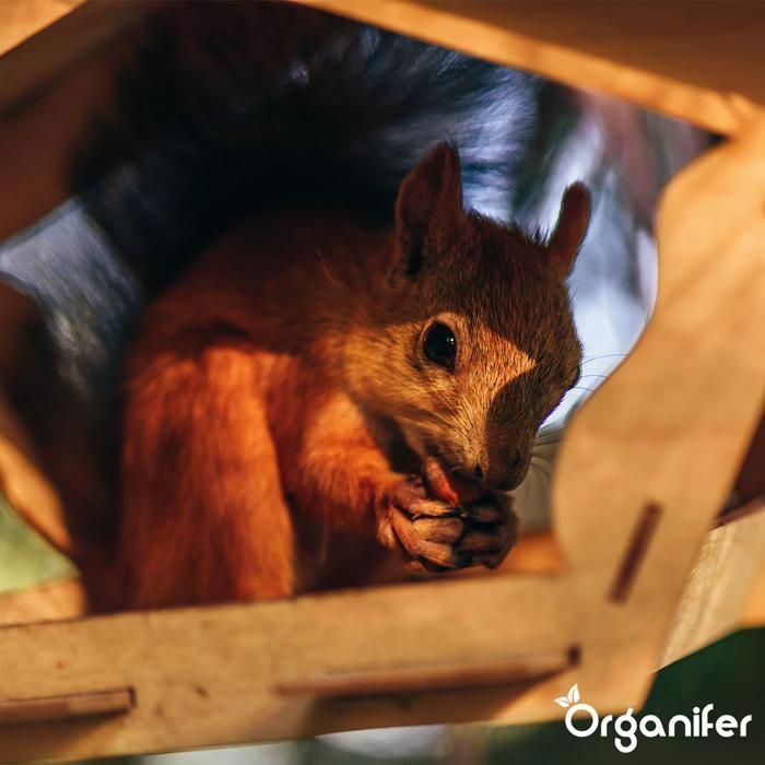 Graines - Aliments pour animaux pour écureuils - Organifer - Mélange Naturel Avec Noix Entières - 20 kg
