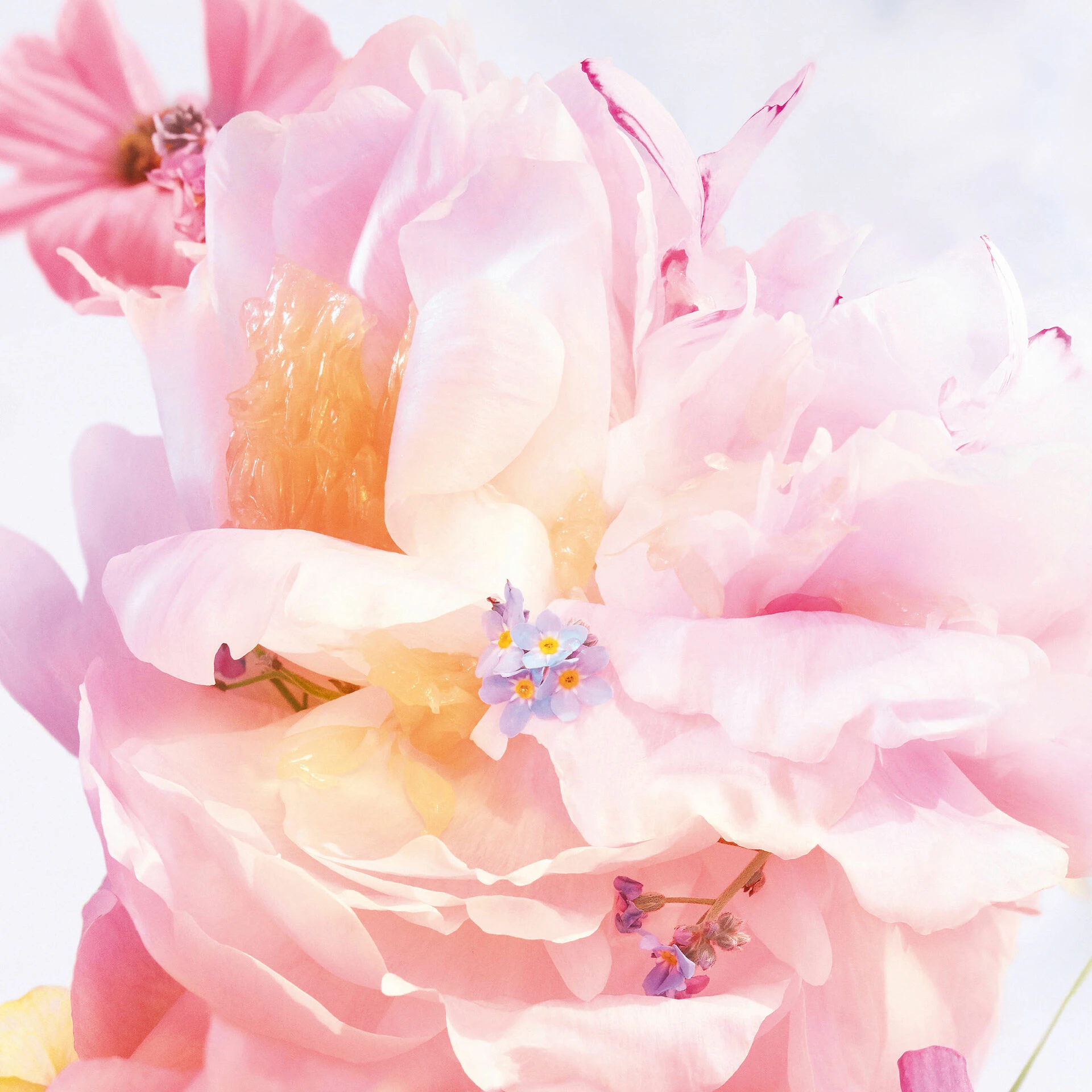 Miss Dior Blooming Bouquet toaletna voda 50 ml - DIOR