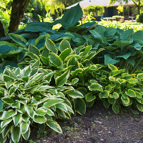 Σετ 3 τεμαχίων Hosta „Schattenzauber“