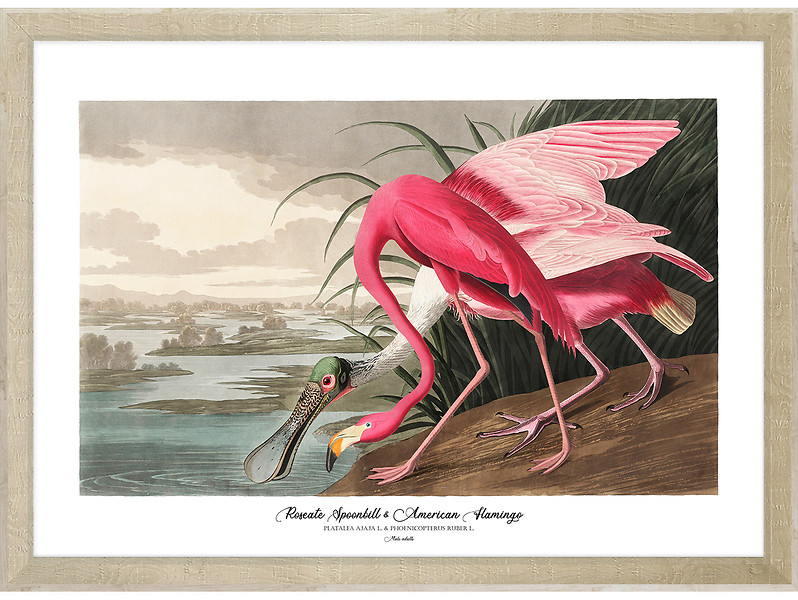 Obraz w ramie Sponbill And Flamingo  76x56 cm