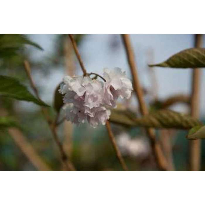 Prunus serr. 'Kanzan' - Cerezo japonés, cerezo japonés en flor, 60-80 cm en maceta